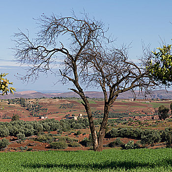 秃树,地点,大阿特拉斯山,区域,阿特拉斯山脉,摩洛哥