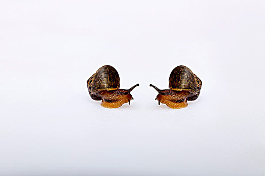 两只小蜗牛的大特写