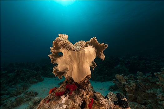 皮革,珊瑚,红海