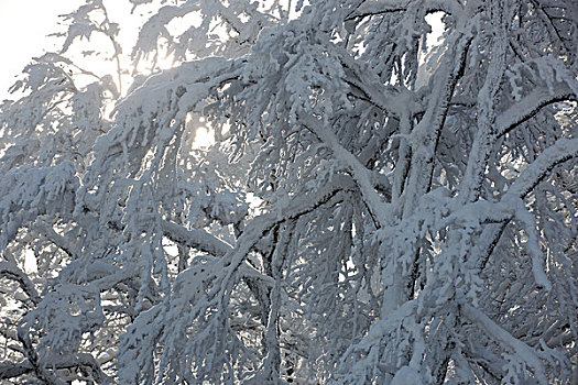 初雪,枝条