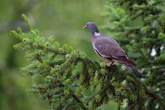 斑尾林鸽,爱尔福特,图林根州,德国,欧洲
