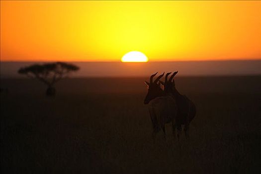 日落,肯尼亚,东非