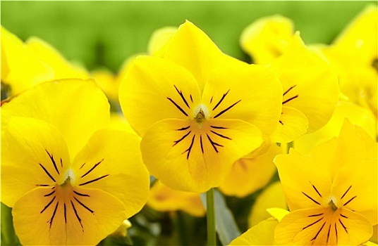 黄色,三色堇,花