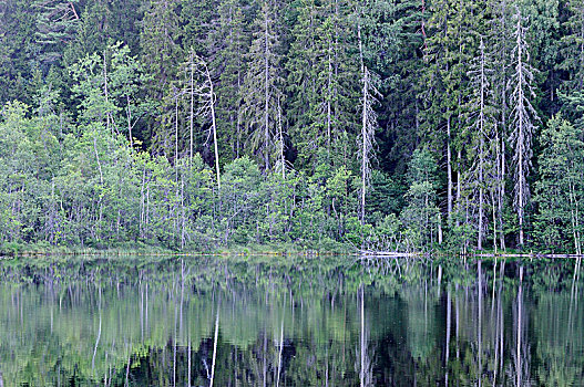 树林,湖,瑞典