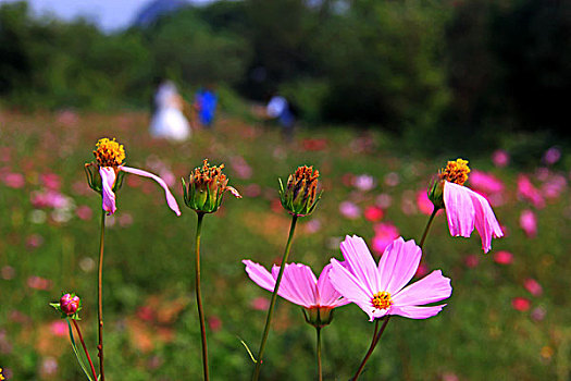 格桑花