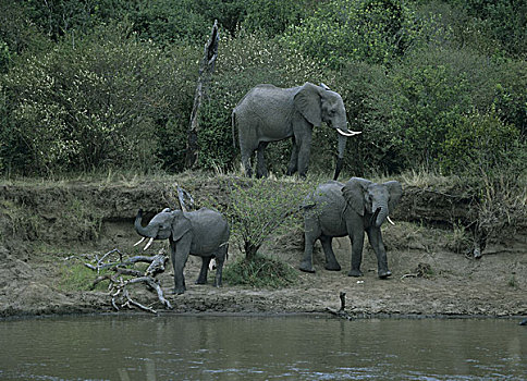 非洲象,河