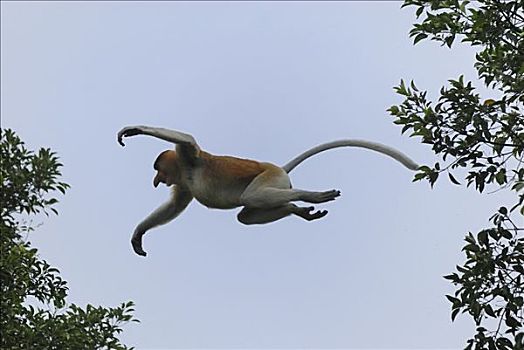 喙,猴子,跳跃,树,沙巴,婆罗洲,马来西亚