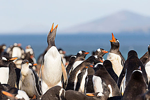 巴布亚企鹅,福克兰群岛,栖息地