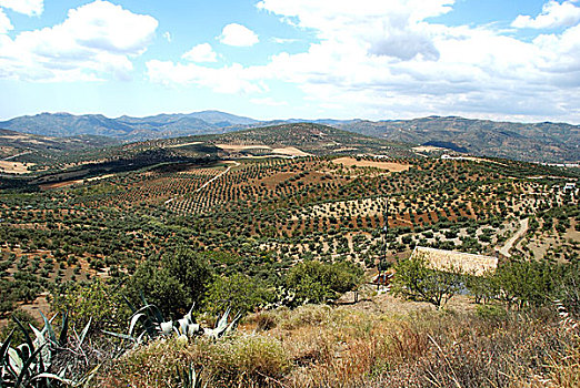 橄榄,小树林,阿萨尔基亚,区域,西班牙
