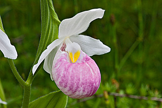 艳丽,凤仙花