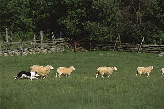 博德牧羊犬,狗,放牧,绵羊,草场