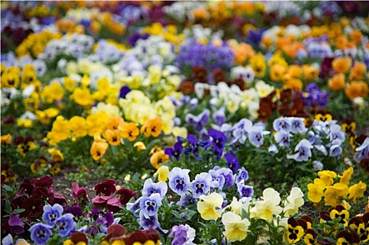 床,彩色,紫罗兰,花