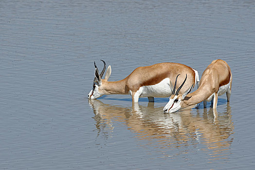 跳羚,雄性,雌性,站在水中,喝,水坑,埃托沙国家公园,纳米比亚,非洲