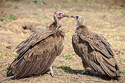秃鹰,情侣,看,一个,国家公园,南卢安瓜国家公园,赞比亚,非洲