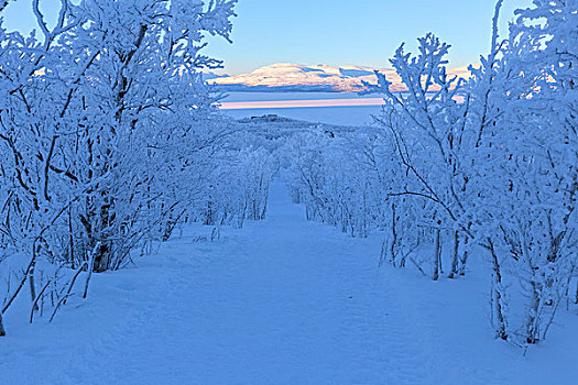 雪,小路,树林,国家公园,瑞典,欧洲