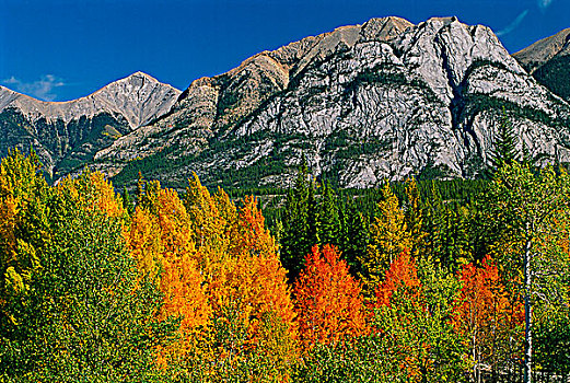 秋色,加拿大,落基山脉,公路,艾伯塔省