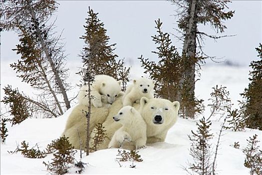 北极熊,三个,老,幼兽,母兽,白云杉,攀登,脆弱,瓦普斯克国家公园,曼尼托巴,加拿大