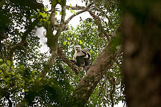 猴子,一对,树上,越南