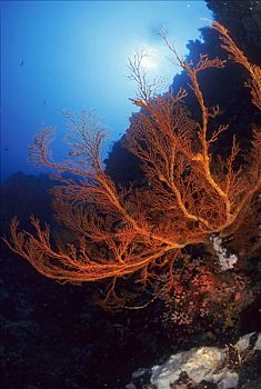 水下风景,软珊瑚