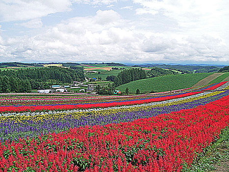 日本北海道富良野富田农场花田风光