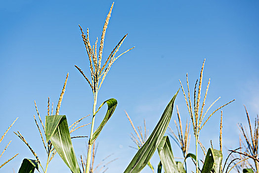秋季的玉米地和蓝天