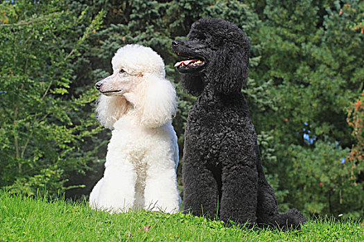 贵宾狗,白色,黑色,坐,并排,草地,德国,欧洲