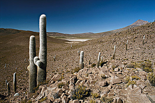 智利,高原,巨大,仙人掌,大幅,尺寸