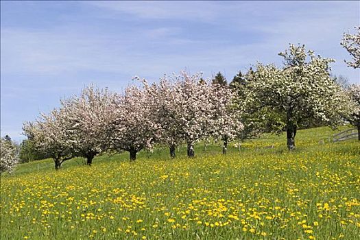 盛开,苹果树,蒲公英,德国
