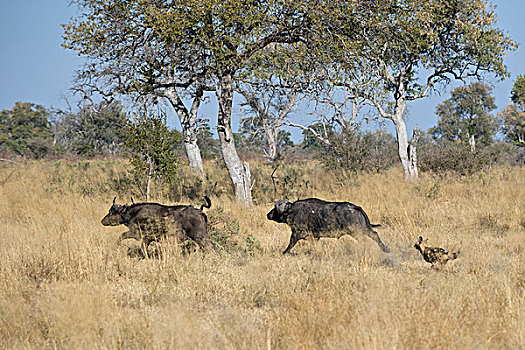 非洲野狗,非洲野犬属,追逐,南非水牛,非洲水牛,北方,博茨瓦纳
