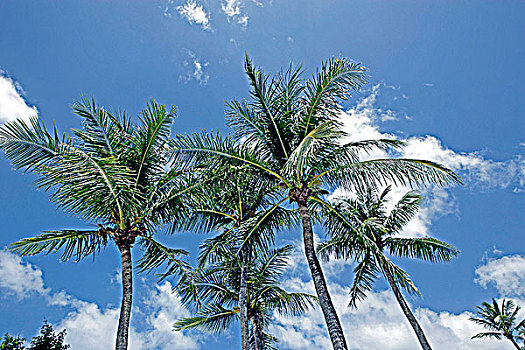 椰树,海滩,湾,关岛