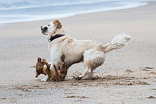 两只,狗,玩,海滩,纽基,康沃尔