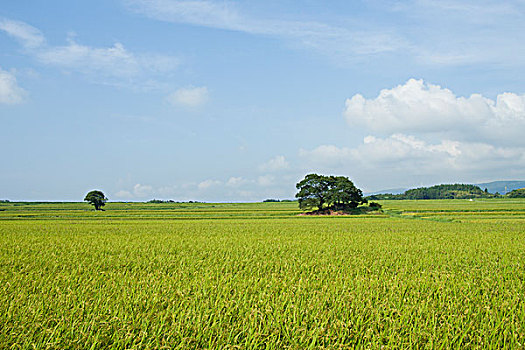 乡村,秋田