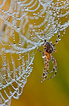 蜘蛛,干燥,阿斯托里亚,俄勒冈,美国