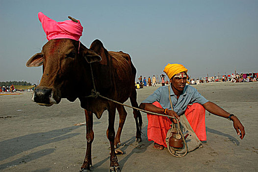 牧师,母牛,恒河,西孟加拉,印度,一月,2007年