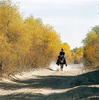 新疆布尔津哈纳斯胡杨林上骑驴的人