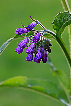 普通,紫草科植物,聚合草,花,德国,欧洲