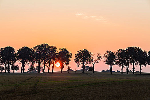 日出,后面,线条,树,地点,南,丹麦,区域