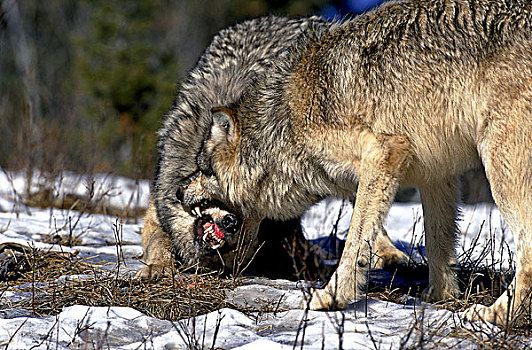 北美,灰狼,狼,两个,成年人,争斗,加拿大