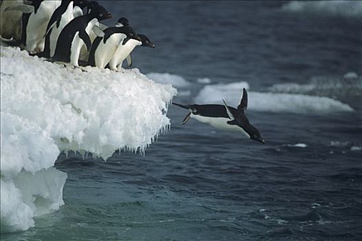 阿德利企鹅,跳跃,冰,边缘,雾,拥有,岛屿,罗斯海,南极