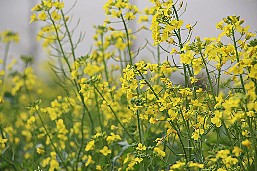 油菜花