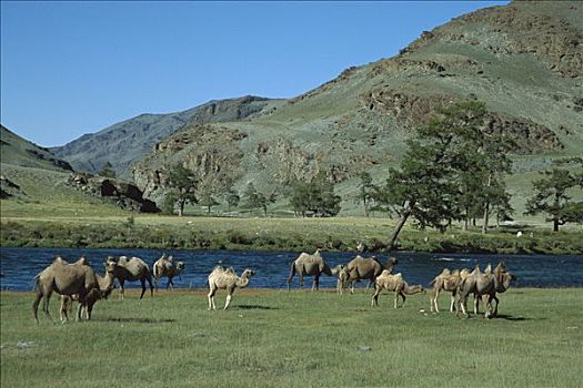 双峰骆驼,双峰驼,牧群,放牧,河,峡谷,蒙古