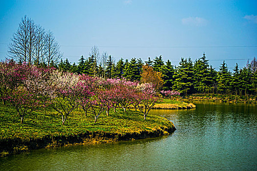 上海梅花节拍梅花