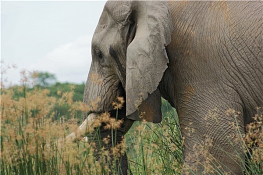 大象,特写,乌干达