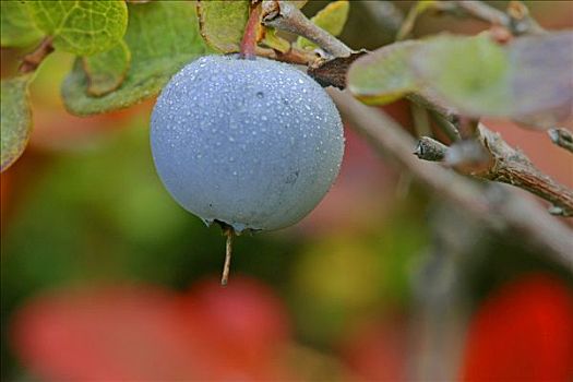 蓝莓,越桔属,德纳里峰,国家公园,阿拉斯加,美国