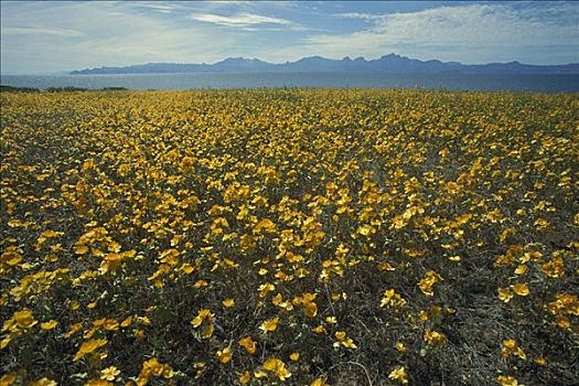 锦葵属植物,地点,盛开,冬天,雨,北下加利福尼亚州,墨西哥