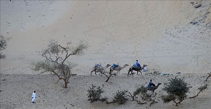 骆驼,驼队,边缘,利比亚沙漠,阿斯旺,埃及