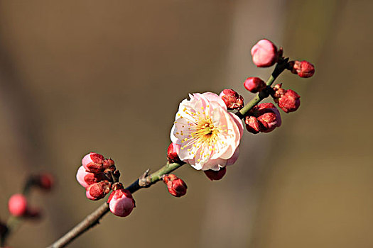 梅花