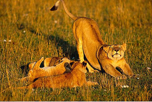 母兽,狮子,幼狮,马赛马拉国家保护区,肯尼亚