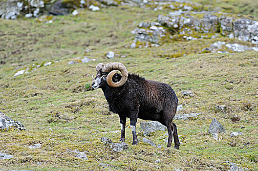 欧洲盘羊,成年,雄性,站立,俘获,高地,公园,苏格兰,英国,欧洲