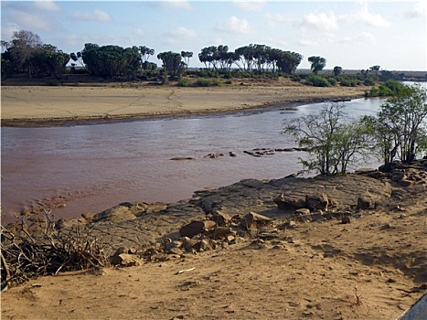 河马,水池,肯尼亚